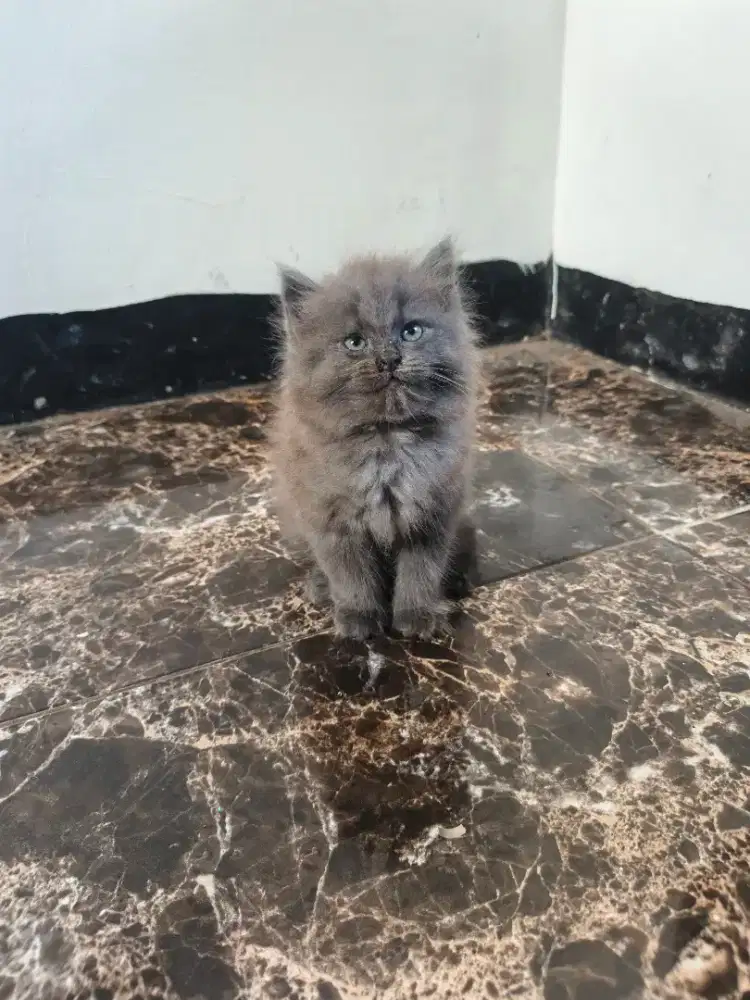 Kitten persia warna abu abu