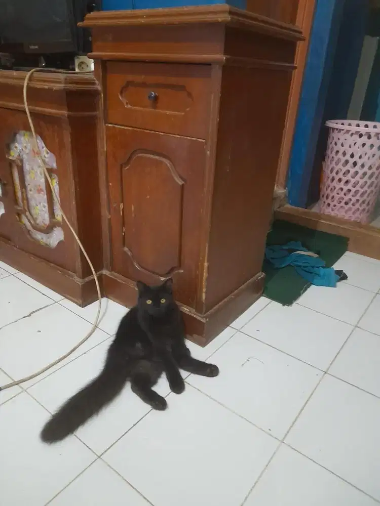 Kitten persian longhair black solid