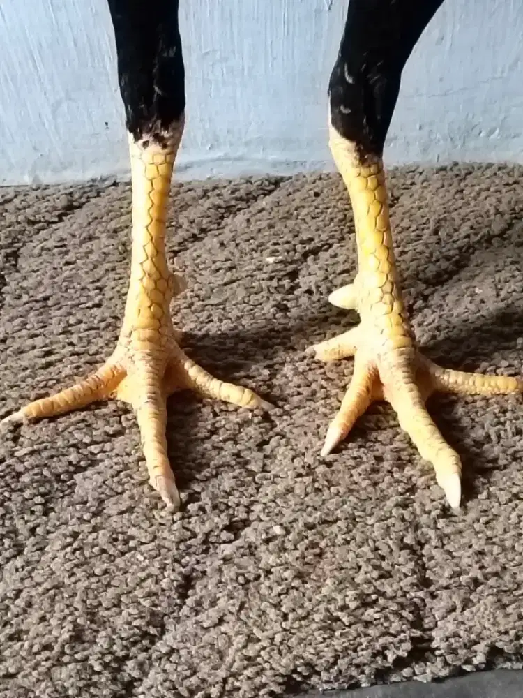 Birkok berkualitas