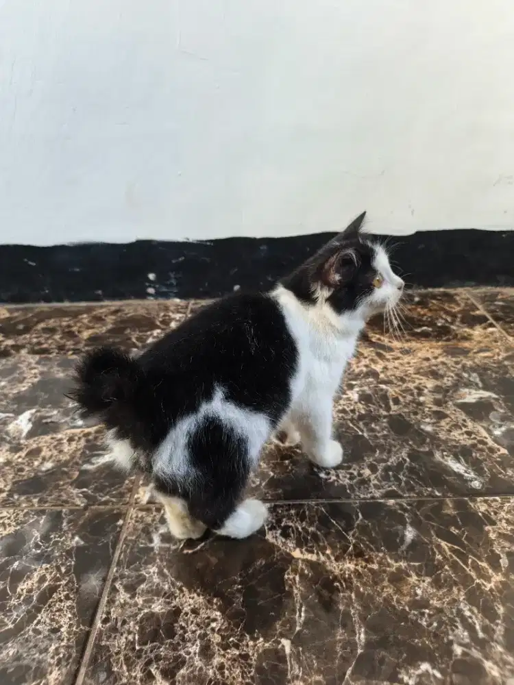 Kitten persia bogel gemoyy