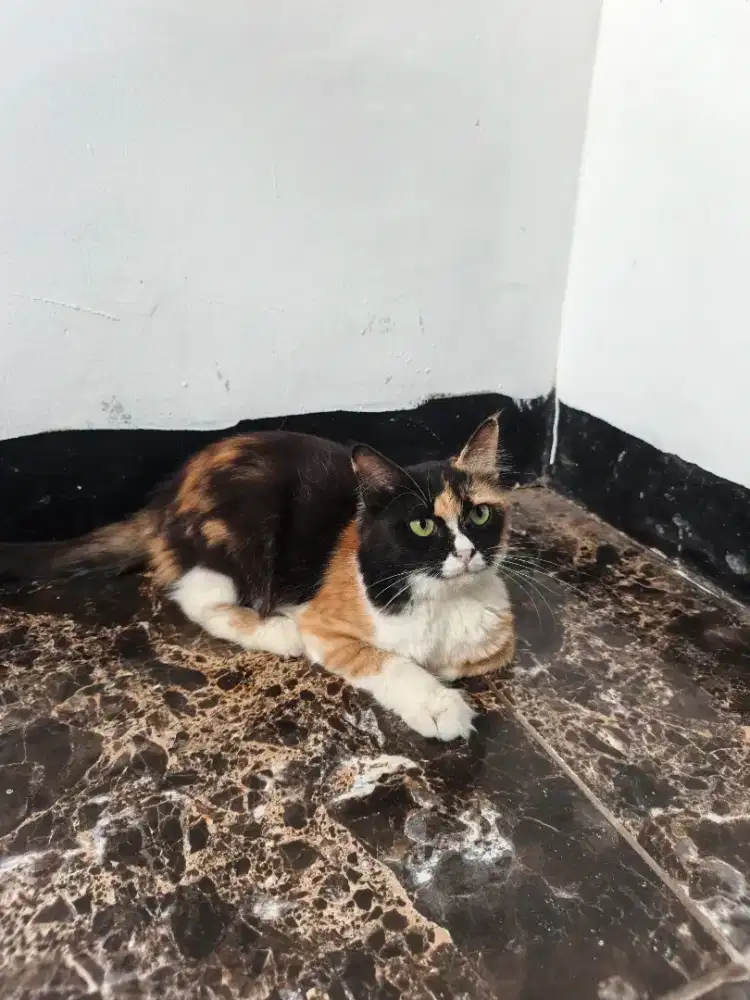 Kitten persia calico
