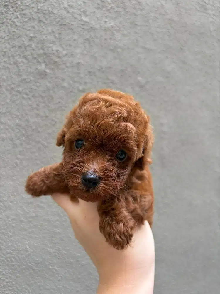 Red Toy Poodle Jantan