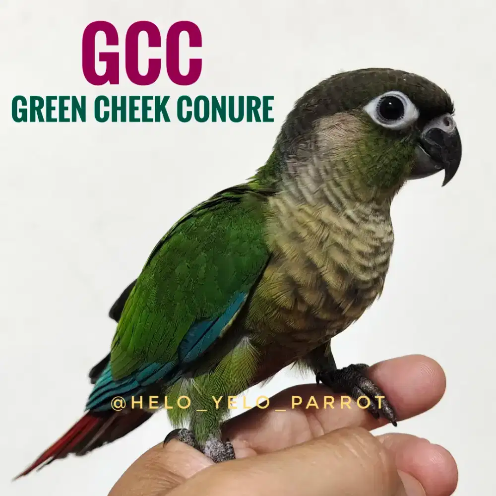 Green Cheek Conure GCC