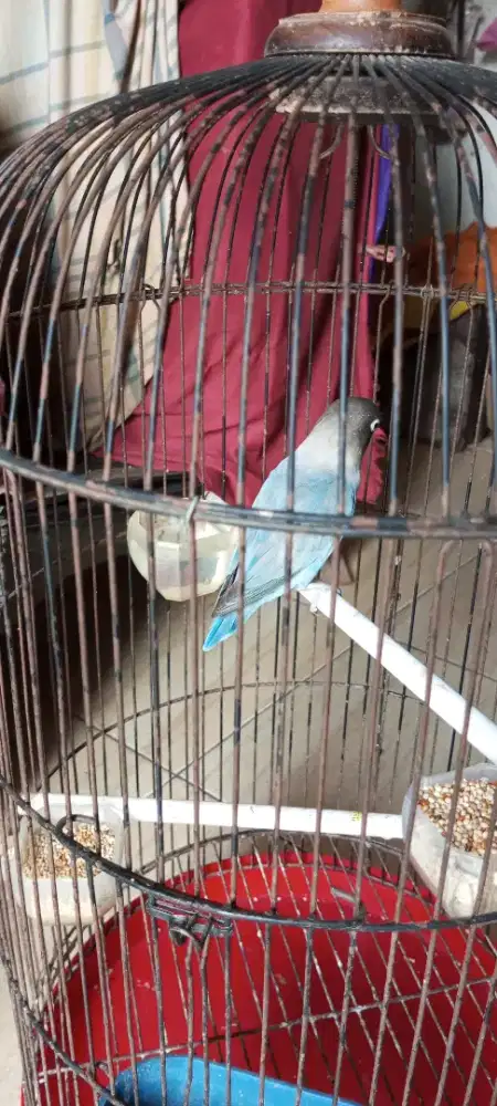 Lovebird duda warna nilai sendiri harga burja