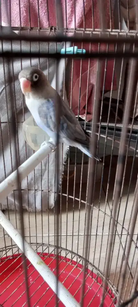 Lovebird duda warna nilai sendiri harga burja