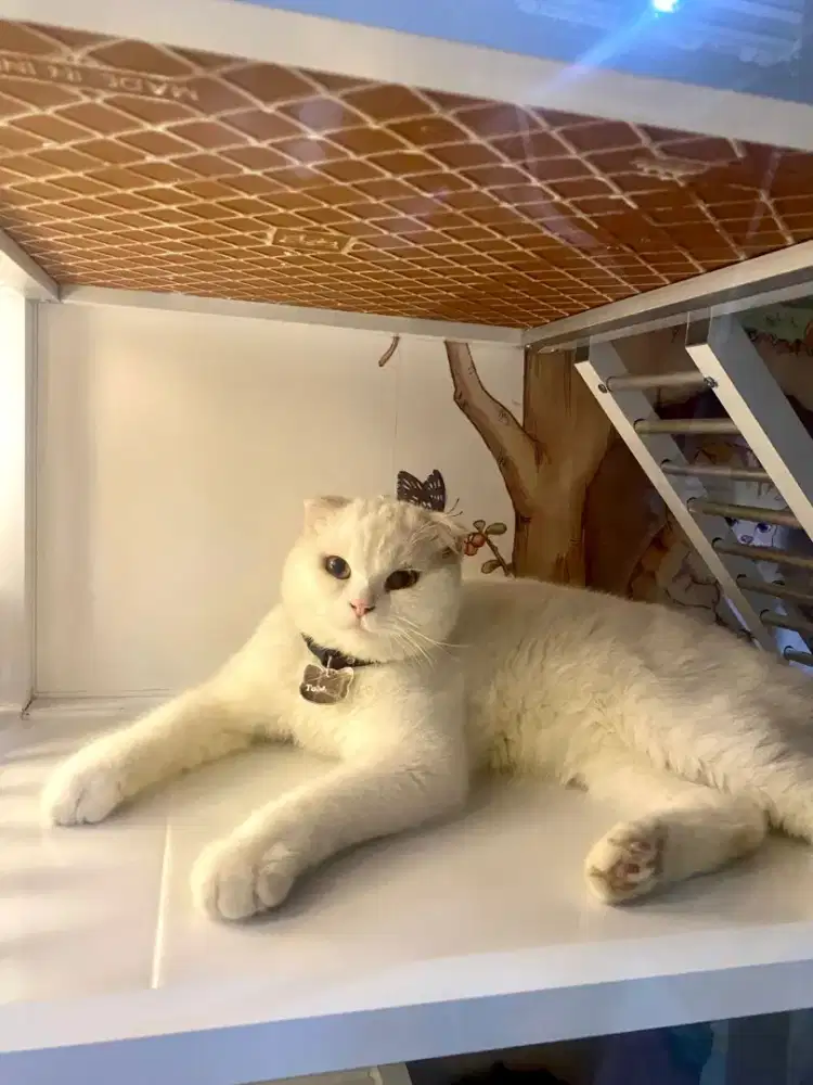 Scootish fold mix bsh
