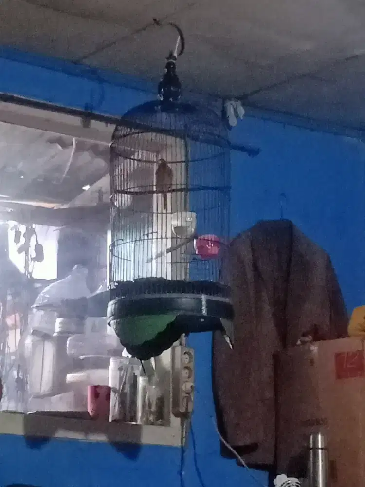 Burung kenari gacor pul set