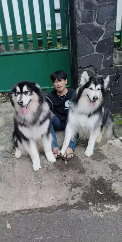 Mecari loker kennel boy daerah jakarta dan sekitarnya