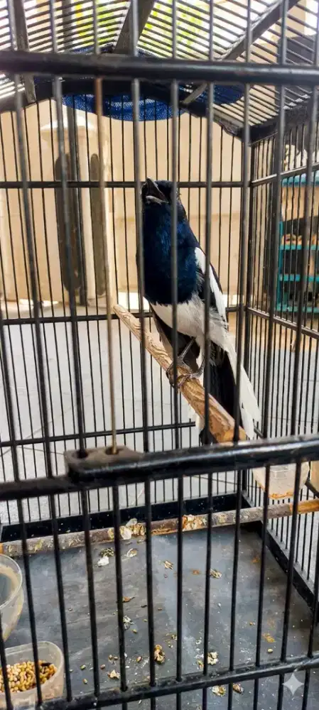 Kacer dada putih mapan deker gacor