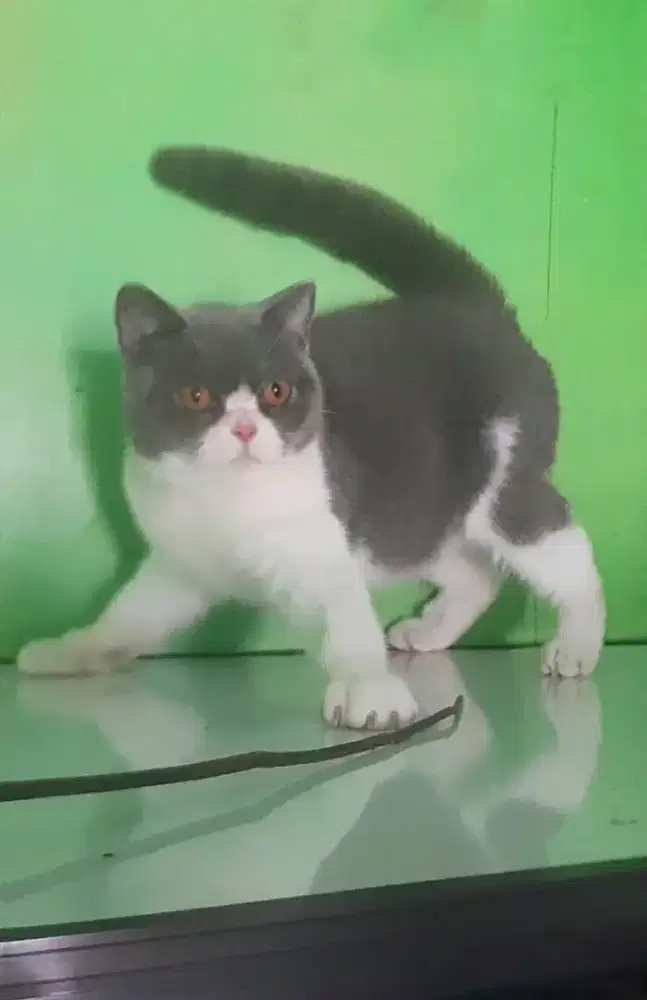 BSH BRITISH SHORTHAIR SF SCOTTISH FOLD MUNCHKIN RAGDOLL EXO SPYNX