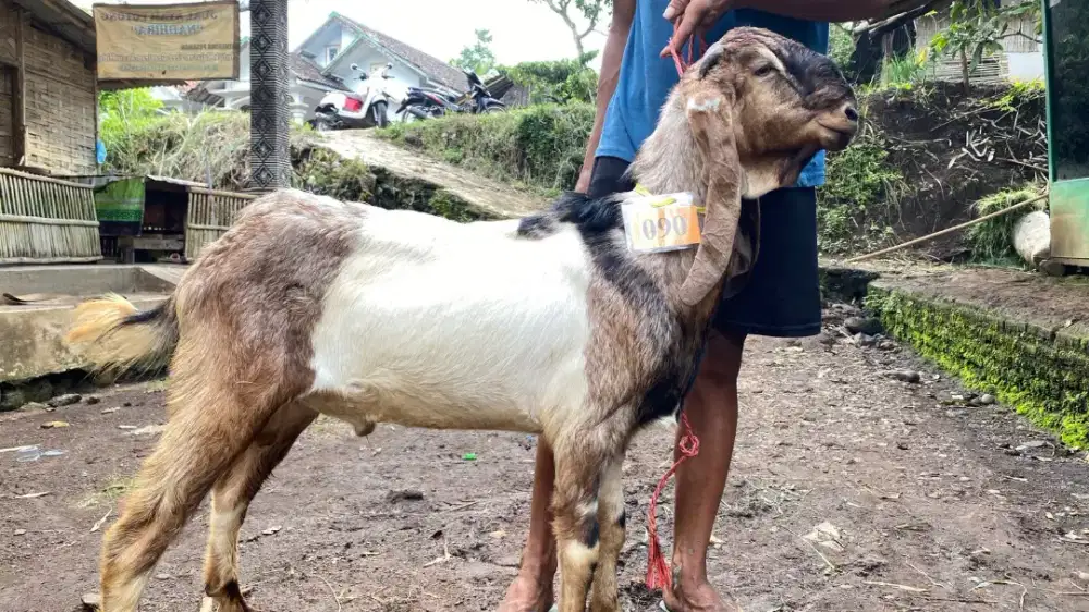 Kambing Kurban Murah Surabaya