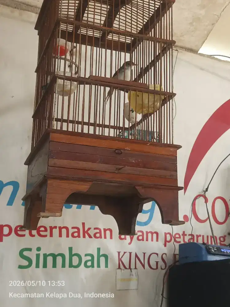 Burung perenjak