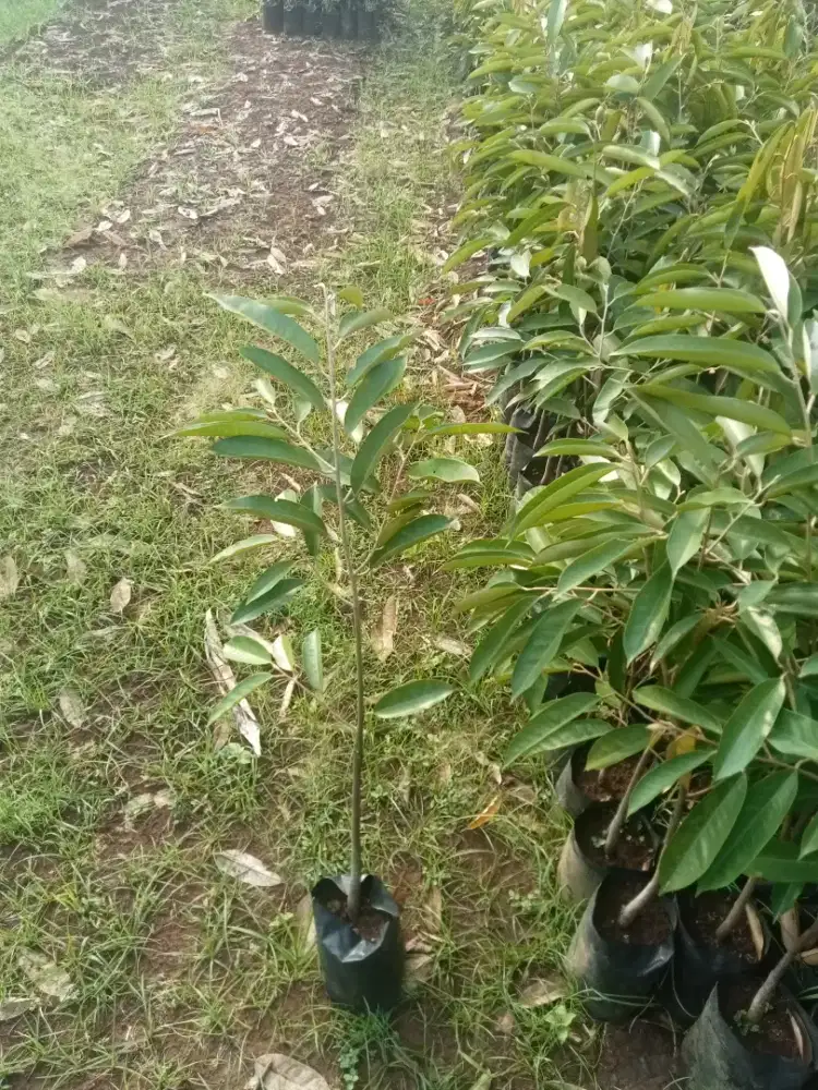 Bibit durian murah