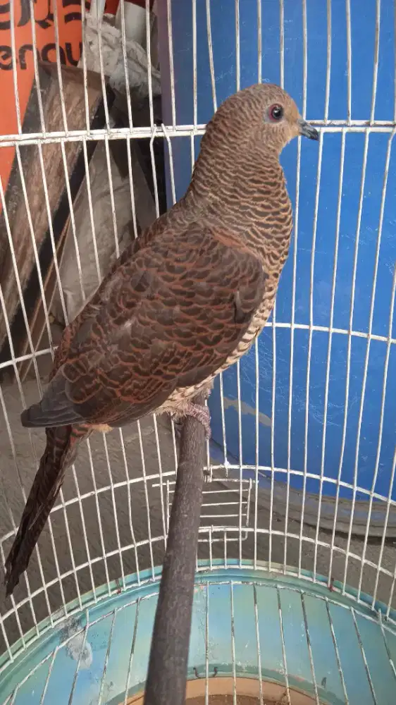 Burung Uncal Loreng