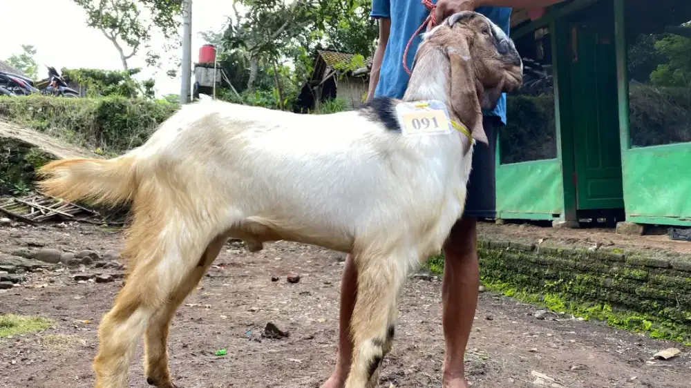 Kambing Murah Surabaya