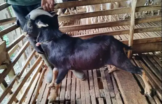 kambing jantan cebol cross nigerian dwarf 1-2 thn 25-30kiloan pendek