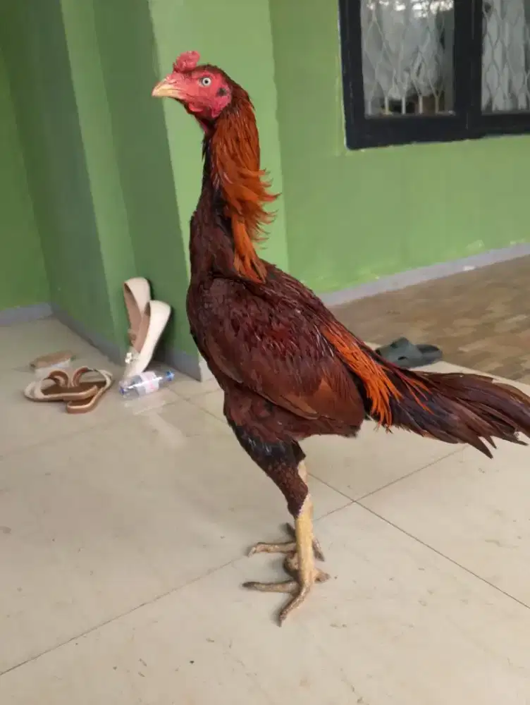 ayam mangon 6 bulan