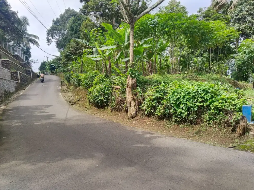 Dijual Kebun Manggis Premium Wanayasa – View Danau, Sawah & Gunung Cocok Villa Wisata