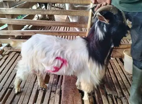 kambing cebol jantan cross nigerian 1-2 tahunan 25-30kiloan kerdil top