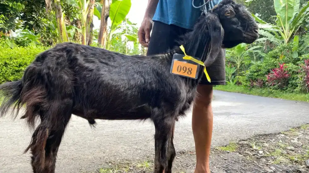 Kambing Murah Gratis Jagal