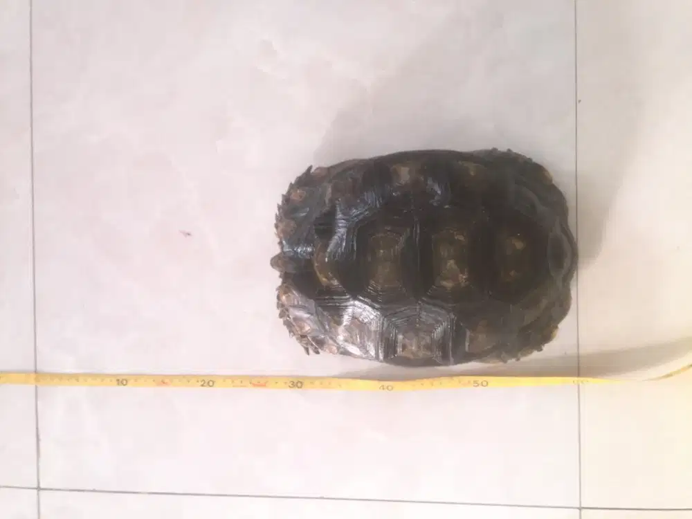 Jual kura-kura darat SULCATA