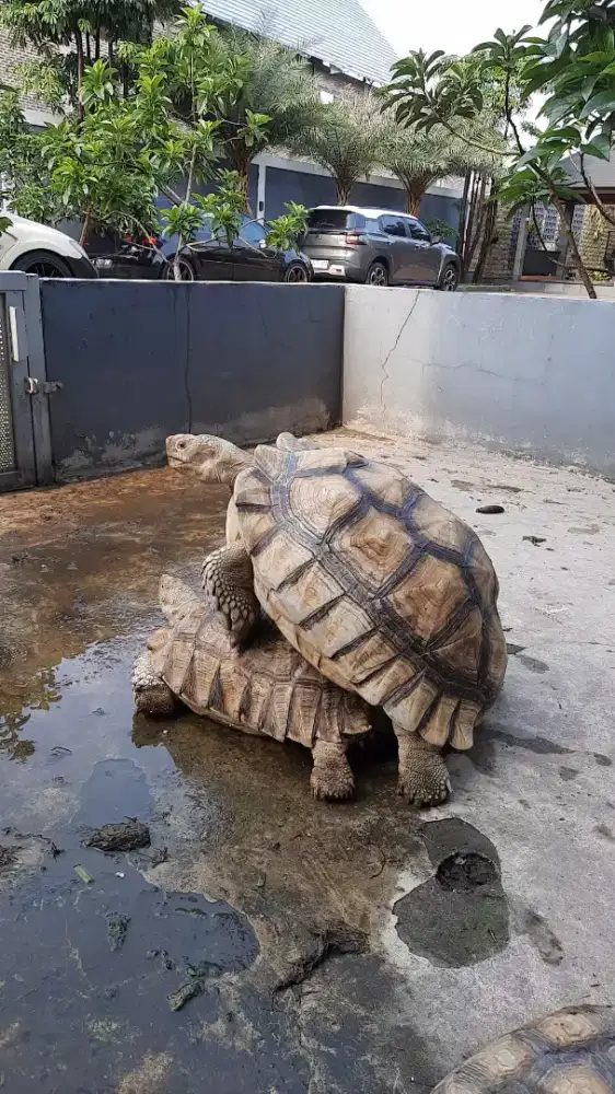 Kura Sulcata betina 48cm kawin mulu