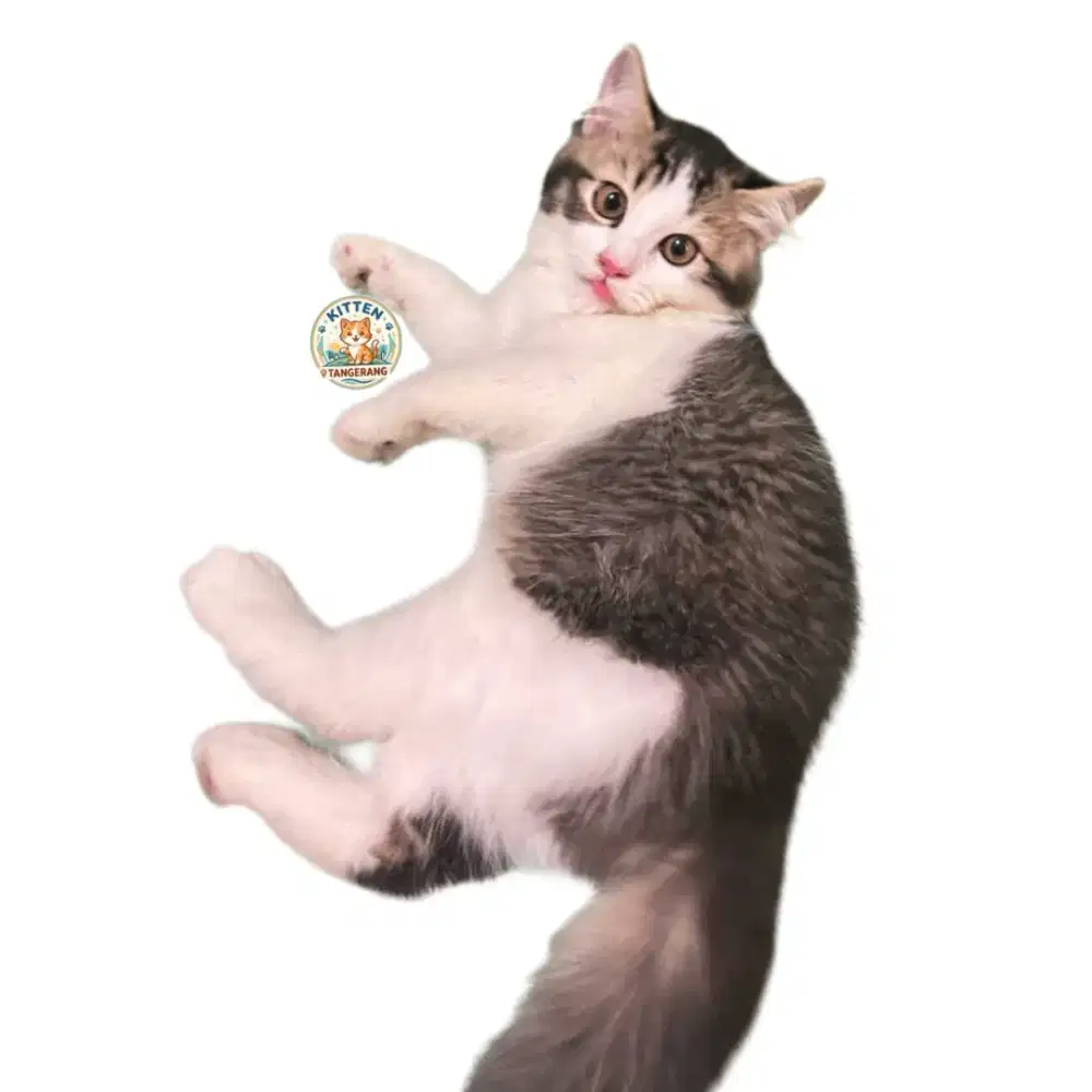 KUCING PERSIA MEDIUM MIX BLH