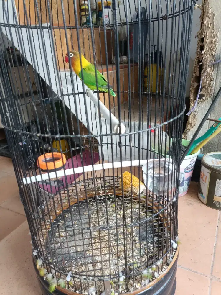 Love bird fullset
