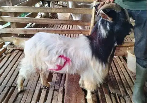 kambing jantan cebol cross nigerian dwarf 1-2 thn 25-30kiloan exotik