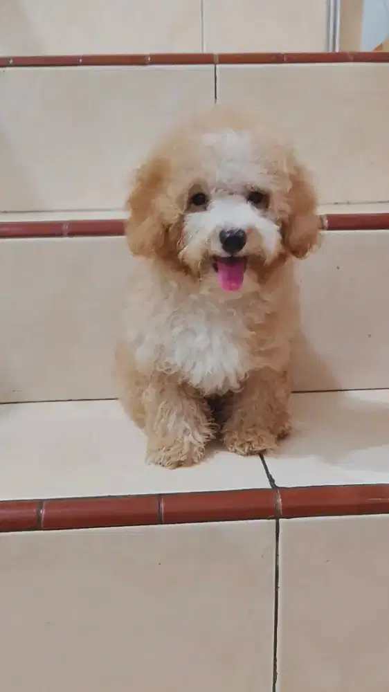 Anak anjing  Poodle