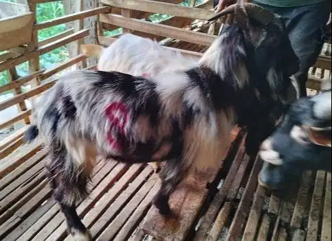 kambing jantan cebol 1-2 thn 25-30kiloan exotik kerdil cross nigerian