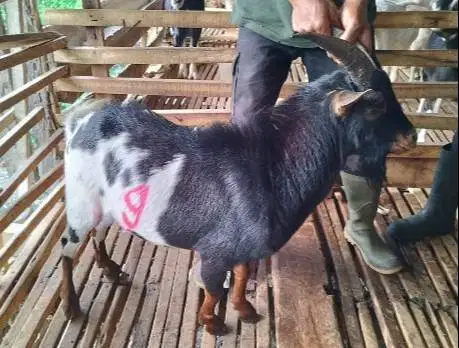 kambing cebol jantan cross nigerian dwarf 1-2 tahun 25-30kiloan exotik