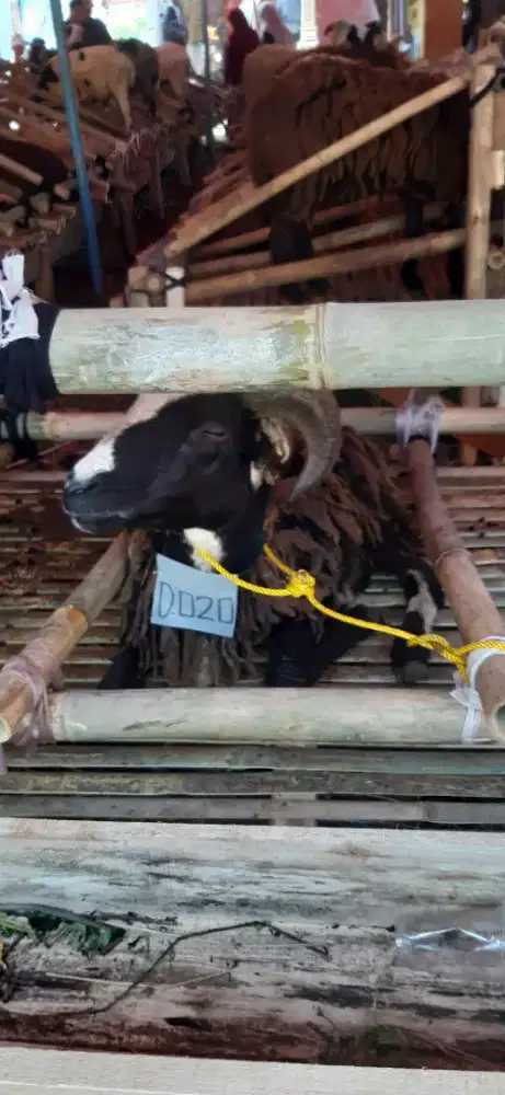 HEWAN QURBAN BANDUNG