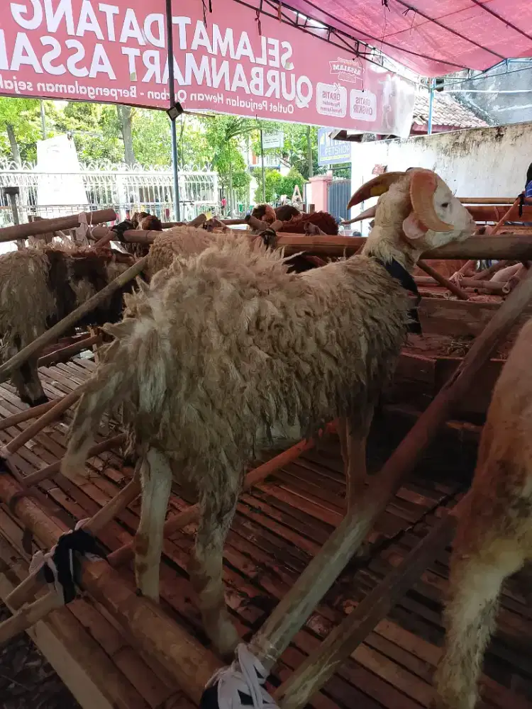 Jual hewan qurban domba sapi sesuai syariat