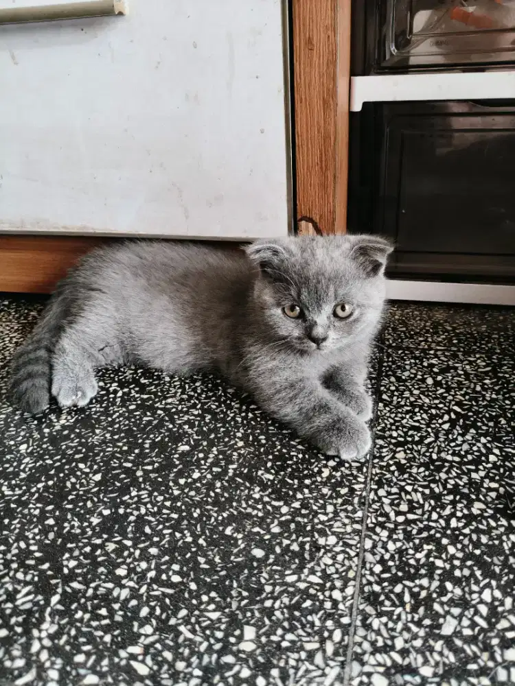 Kitten BSH Munchkin Scottish fold/ Gaelic