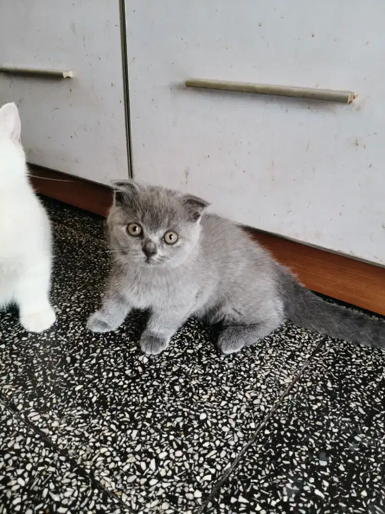 Kitten BSH Munchkin Scottish fold/ Gaelic