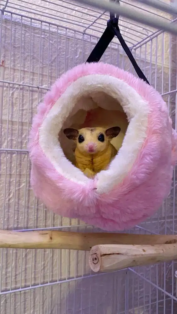 Sugar Glider FREE KANDANG Mozaik Platinum Jantan Remaja siap kawin