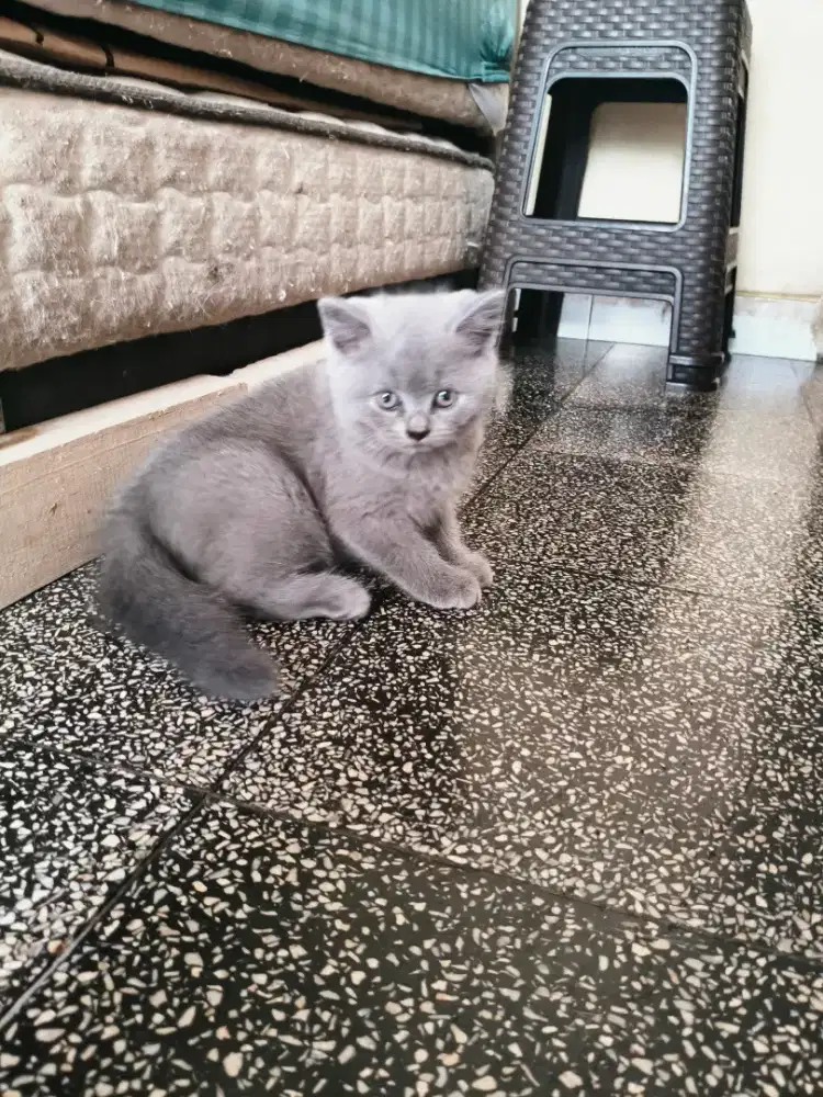 Kitten BSH BLUE CARRIER CINAMON