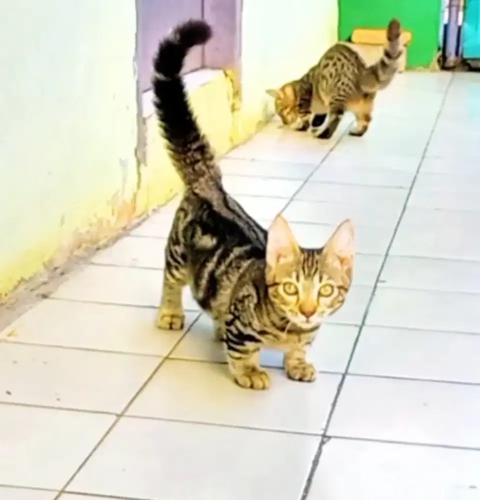 Kucing Kitten Munchkin Borongan