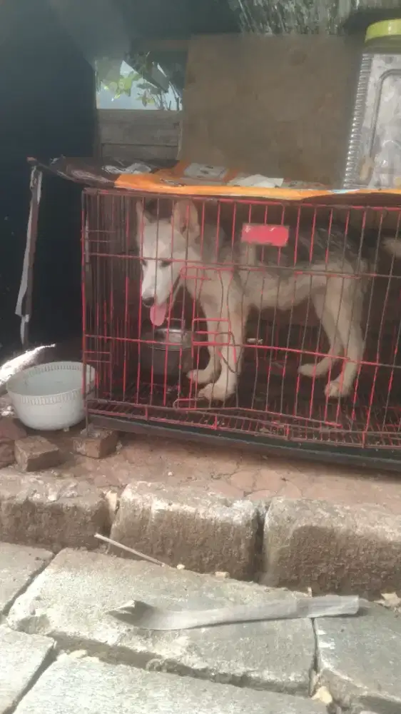 alaskan malamute/Alaska malamute betina