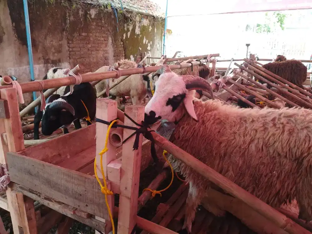 Qurban Murah Gratis Ongkir