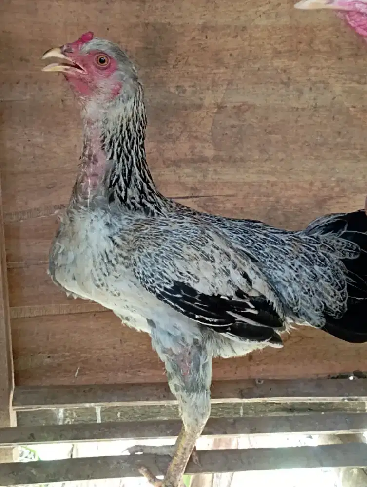 Ayam Kampung biang big siap produksi