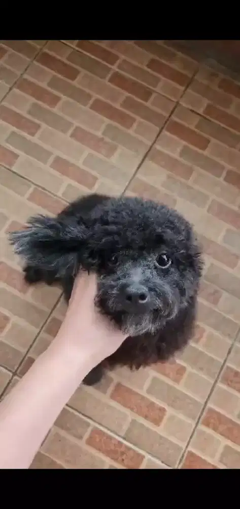 Poodle Betina 5 tahun