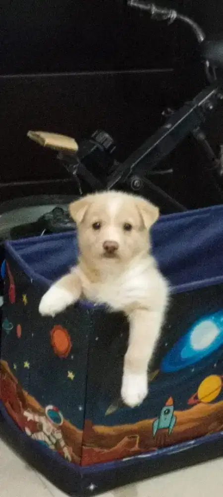 Anjing peliharaan