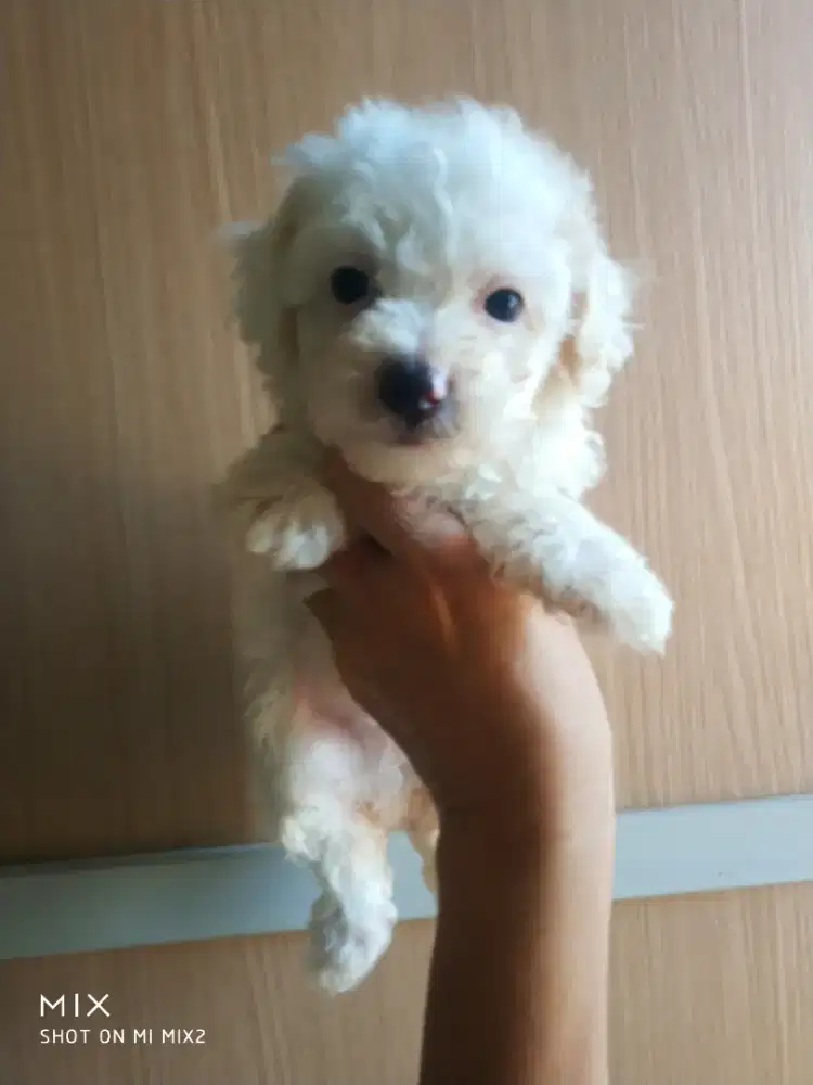 Poodle Party Jantan