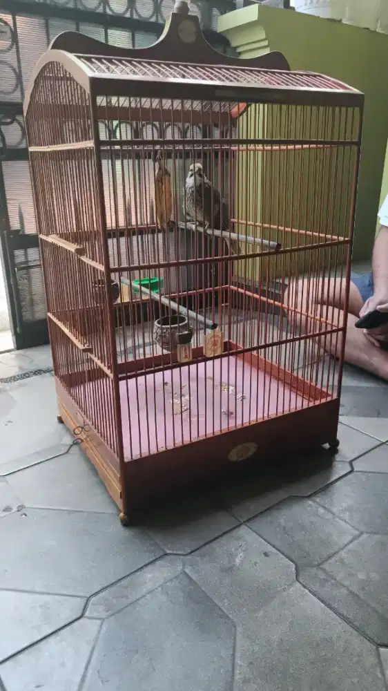 Burung Cica Rowo ring