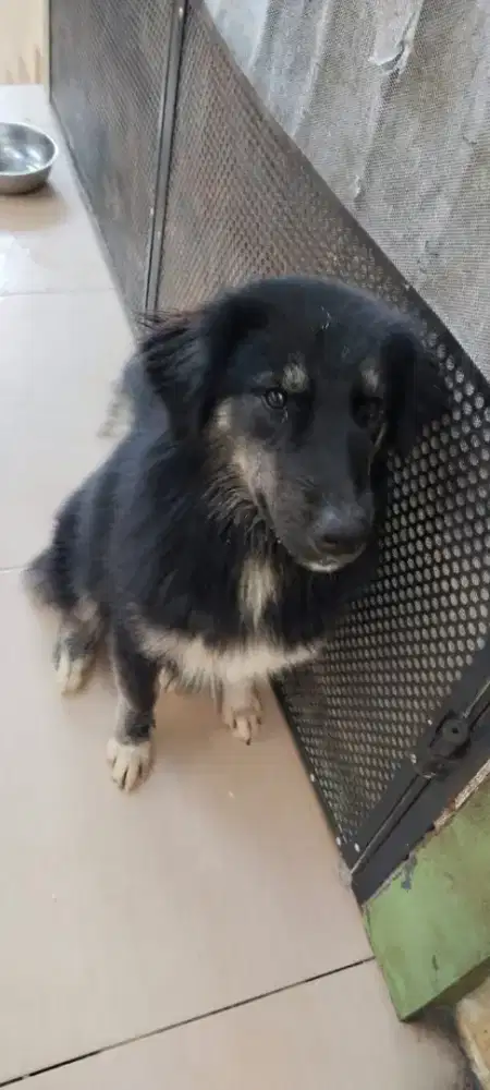 Anjing Peliharaan