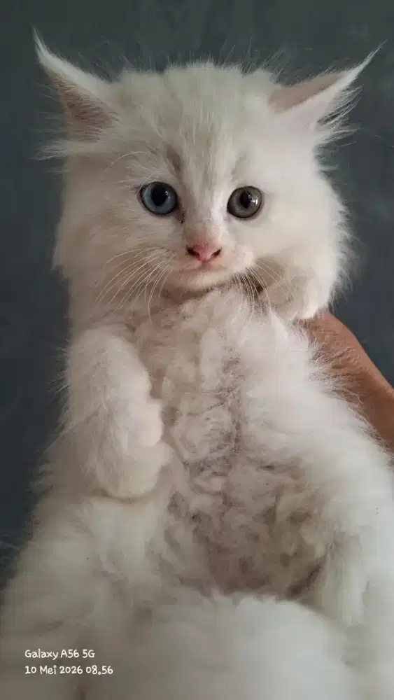 Anak kucing anggora/kitten persia  betina/kucing flatnose betina