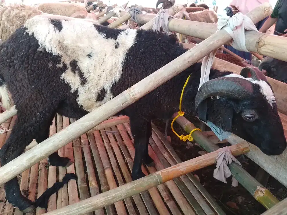 Qurban Murah & Gratis Ongkir