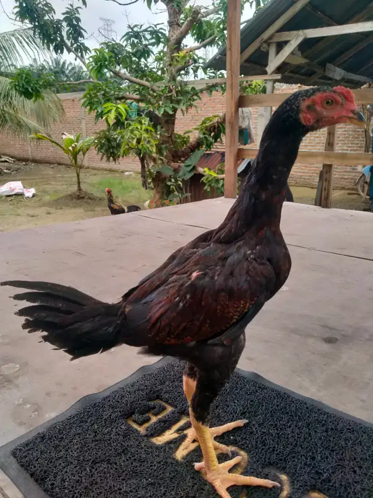 Anakan Siam Khoyngon Trah Juara
